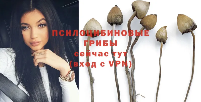 Галлюциногенные грибы Psilocybine cubensis  Муром 